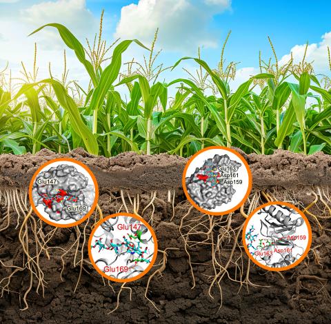Chitinase in soil visual.