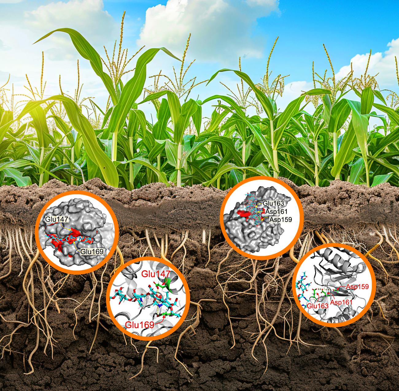 Chitinase in soil visual.